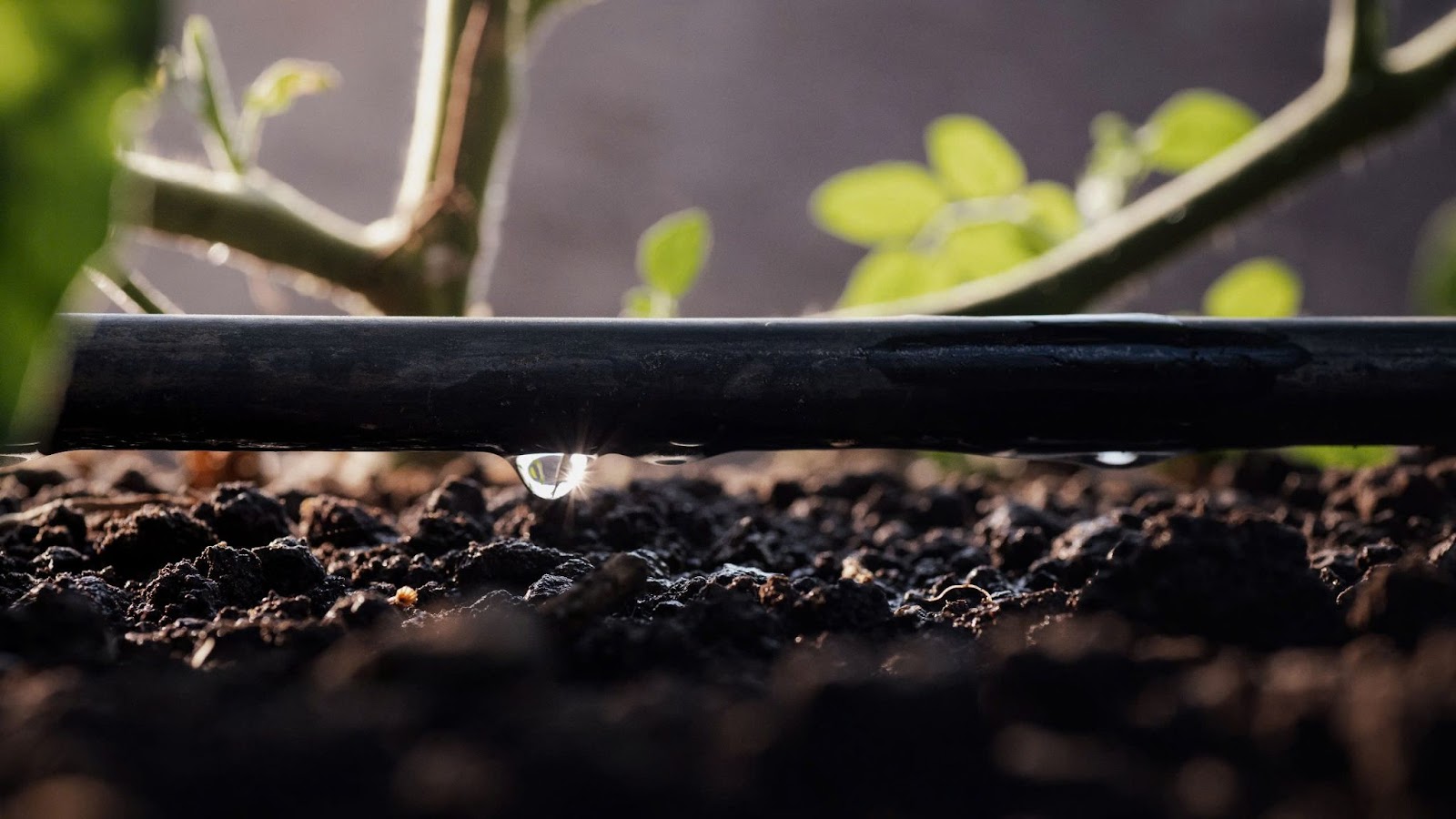 tưới nhỏ giọt