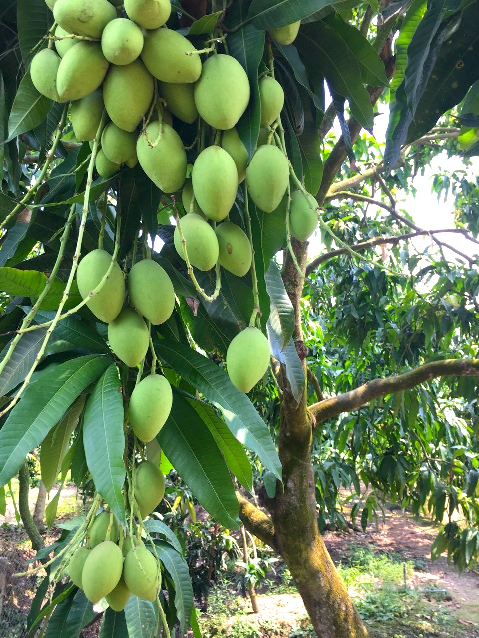 xoài