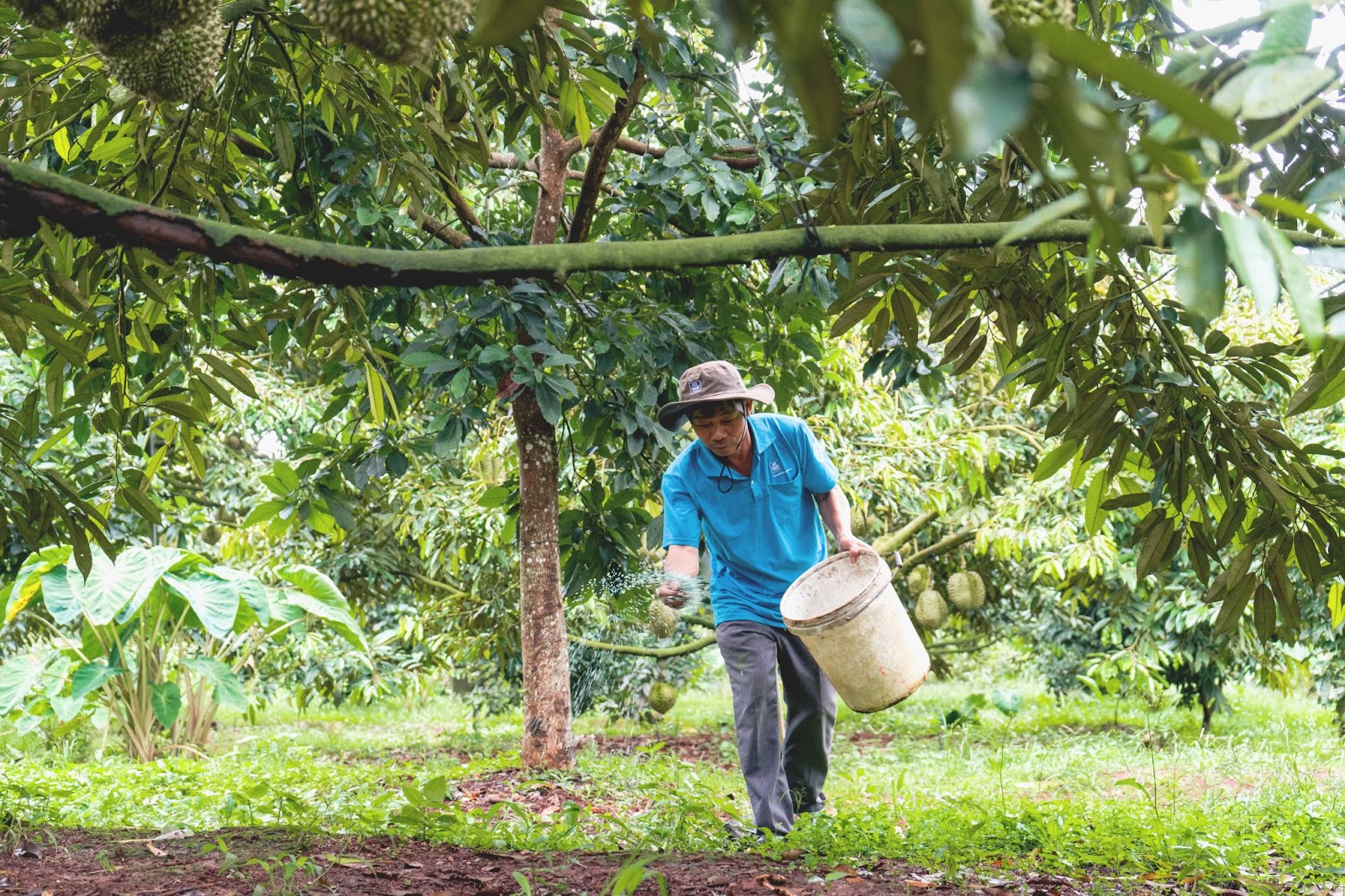 b&oacute;n kali trắng cho sầu ri&ecirc;ng