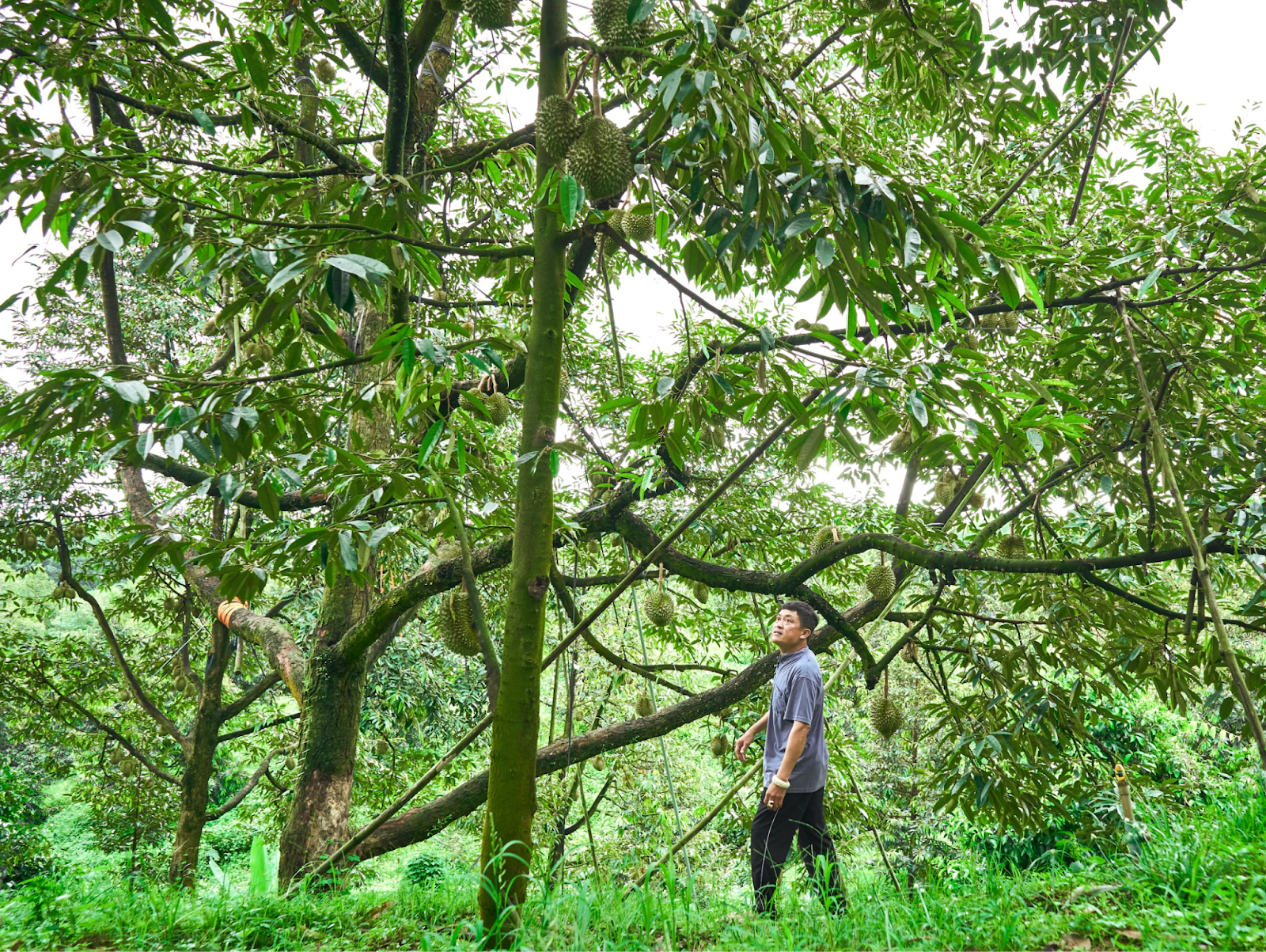 sức khoẻ c&acirc;y